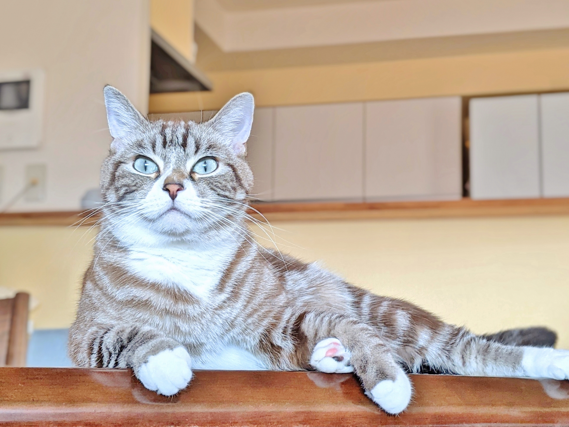 台の上で寝そべる猫