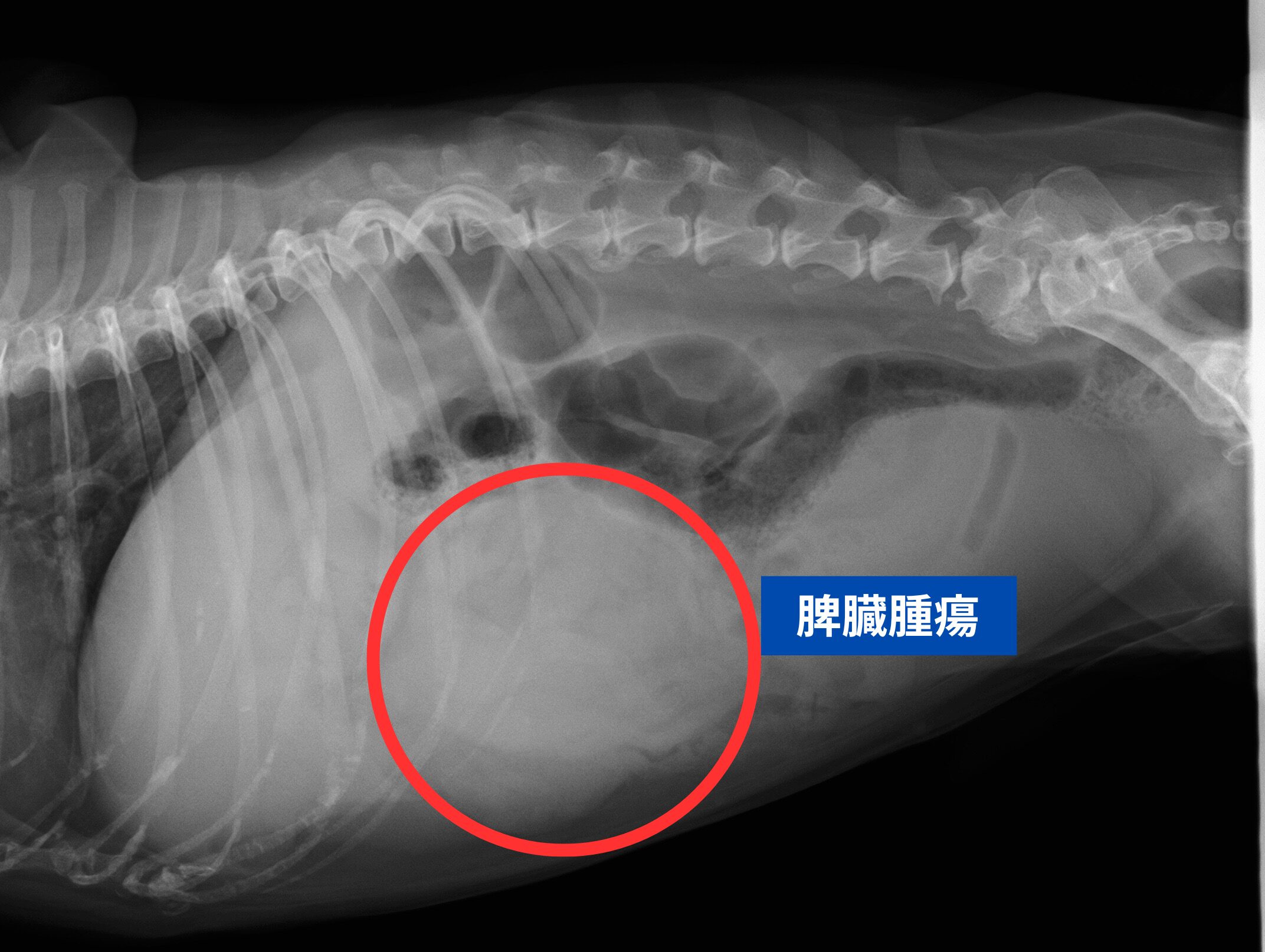 脾臓腫瘍レントゲン画像