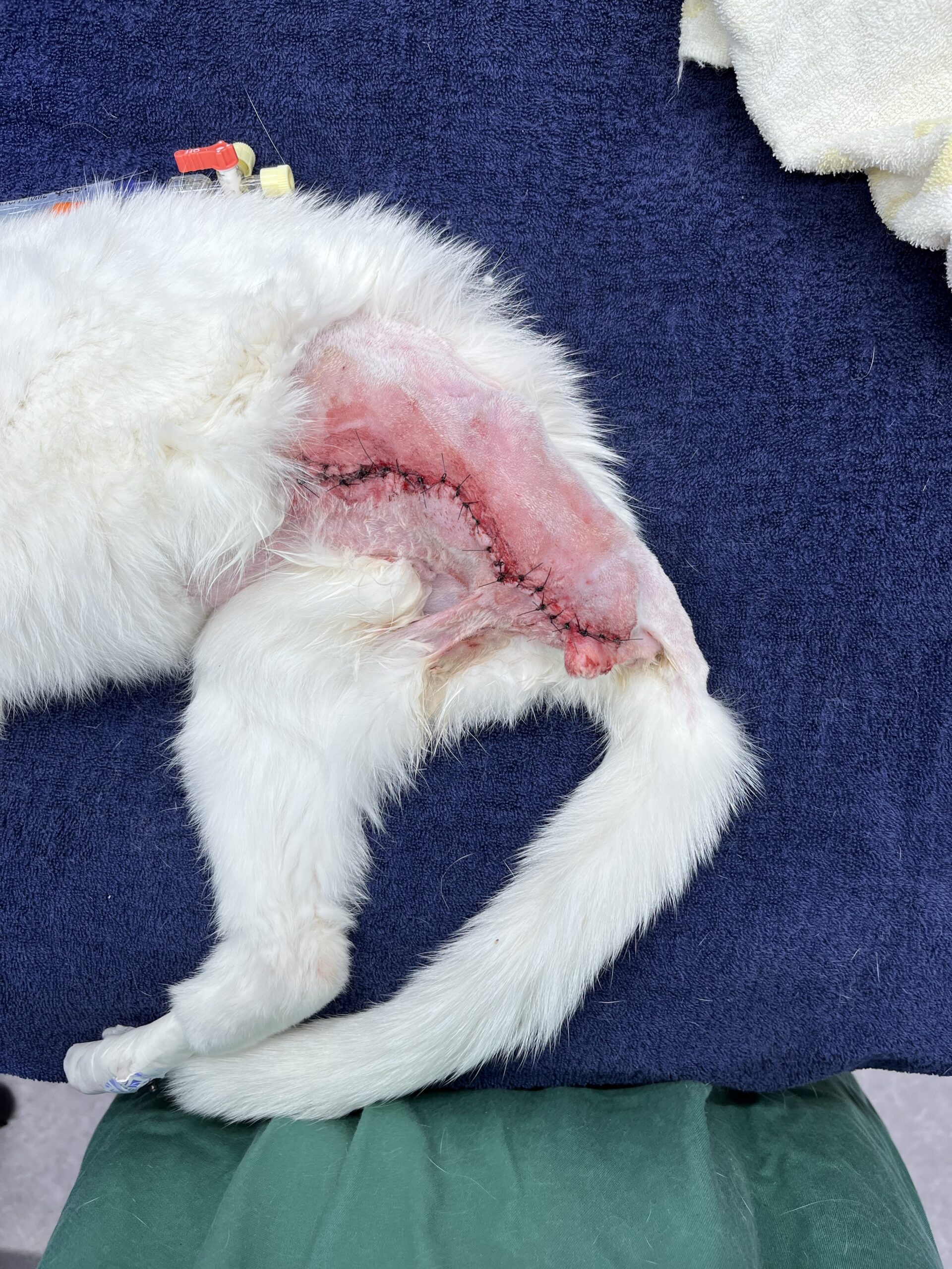 猫の骨肉腫術後写真