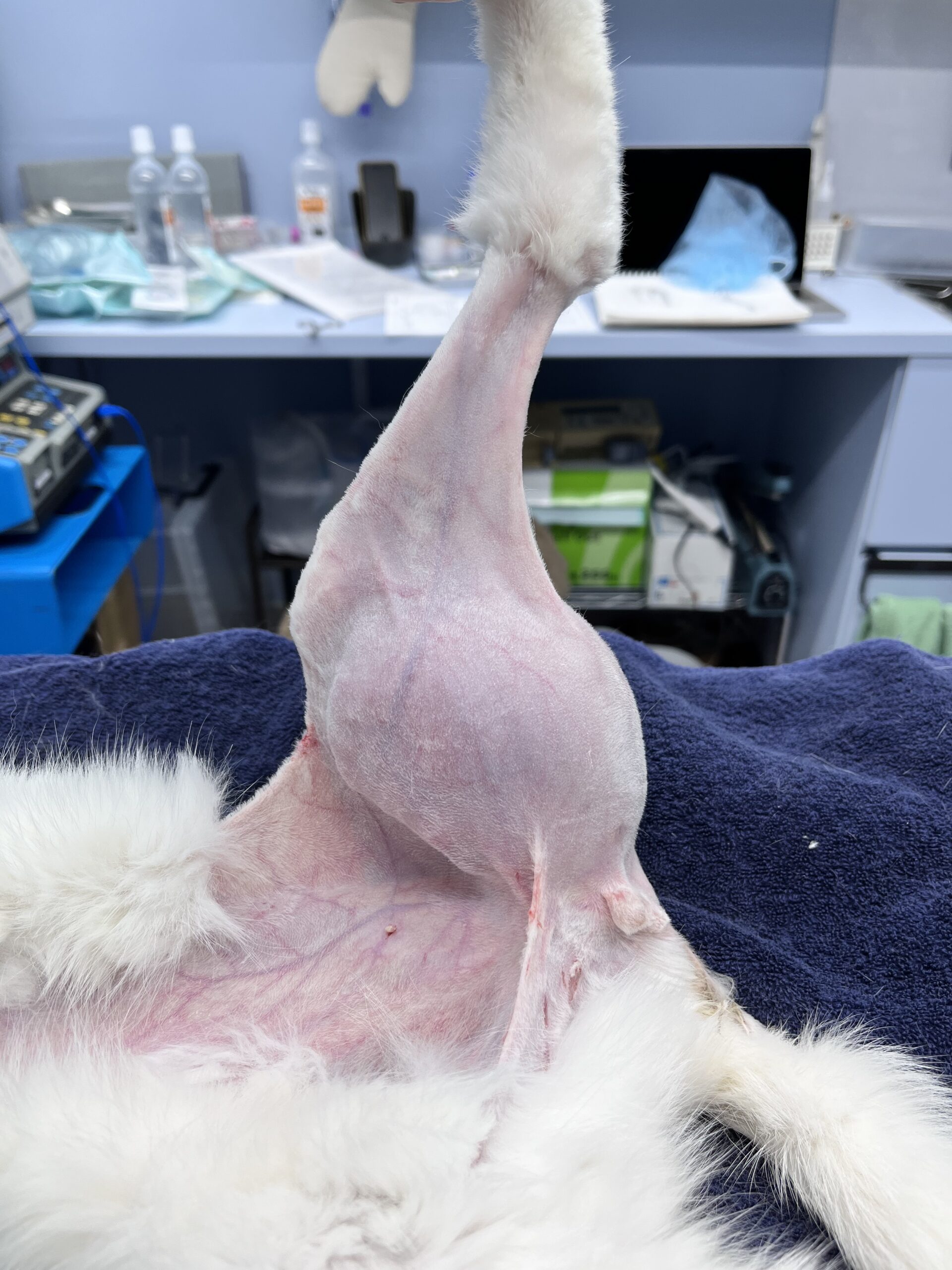 猫の骨肉腫術前写真