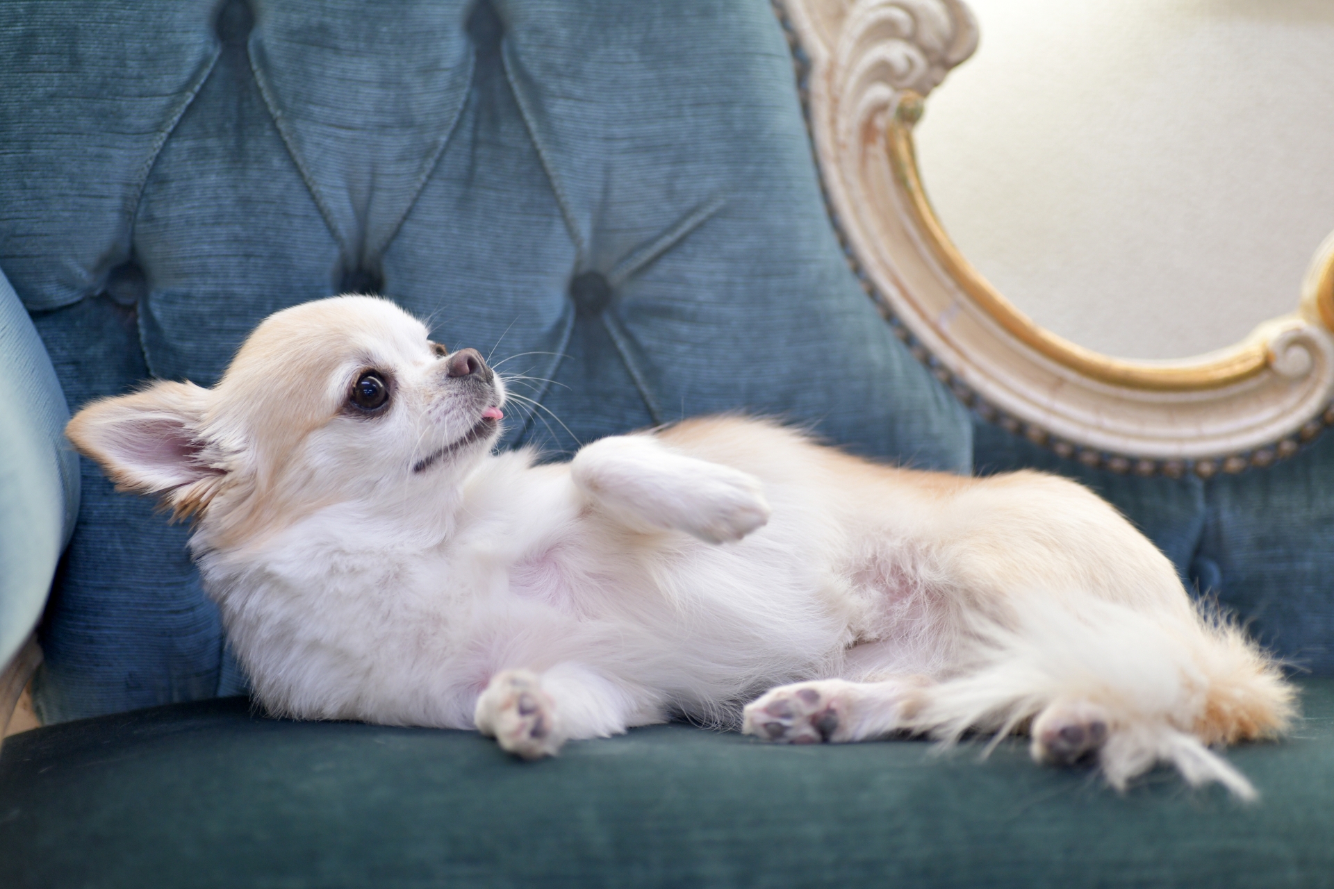 ソファでお腹を見せるチワワ