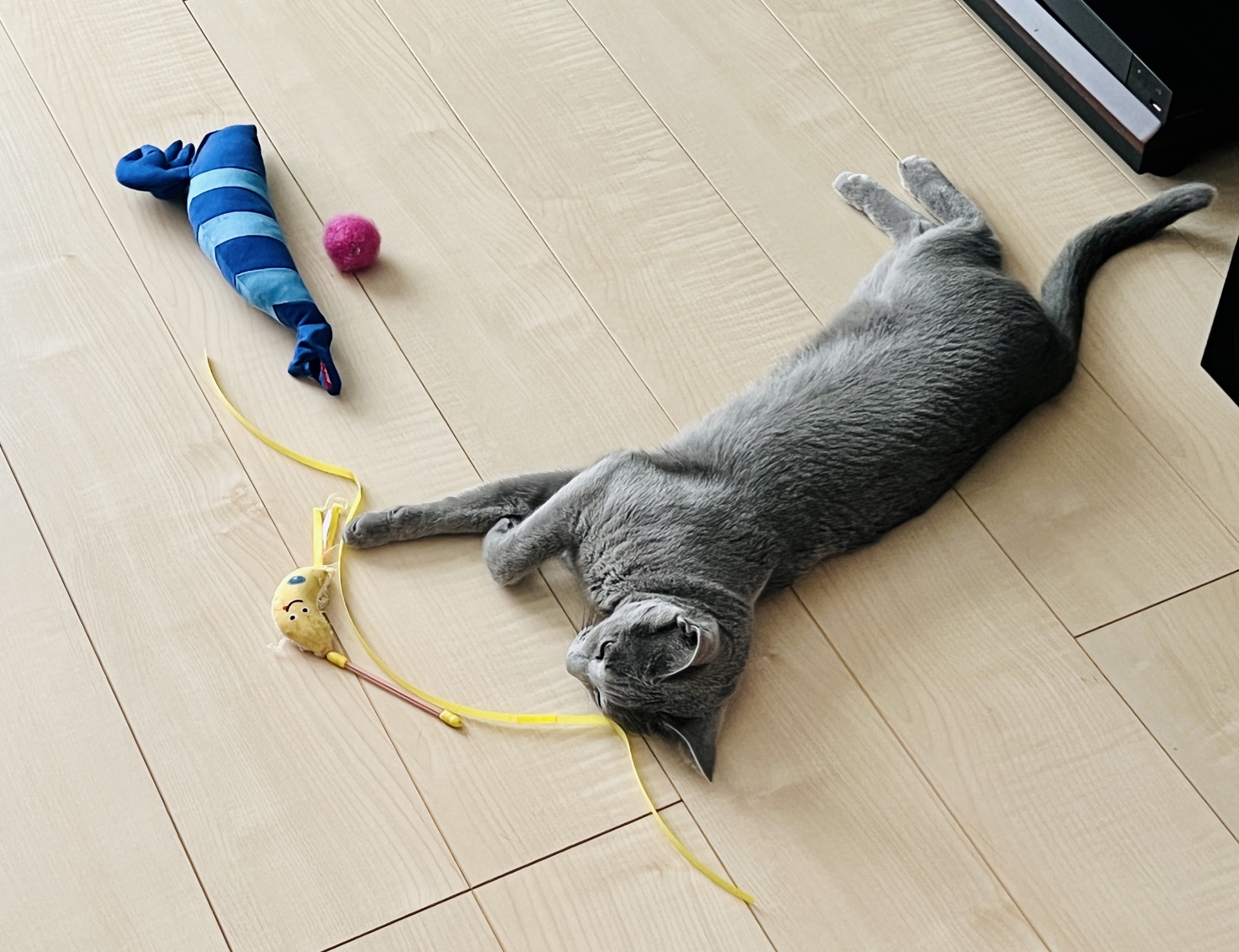 おもちゃで遊ぶ猫