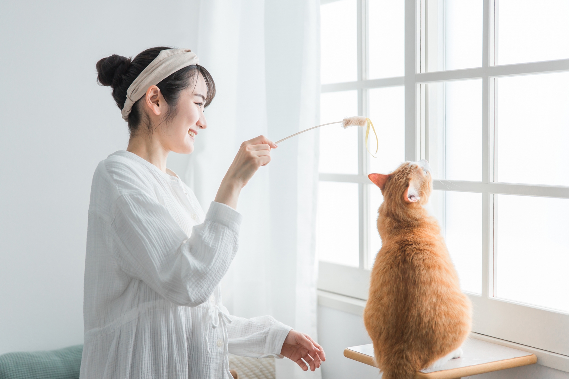 猫じゃらしで遊ぶ猫と女性
