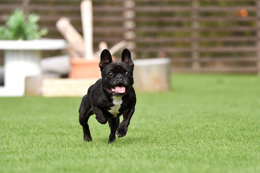 ドッグランを走るパグ