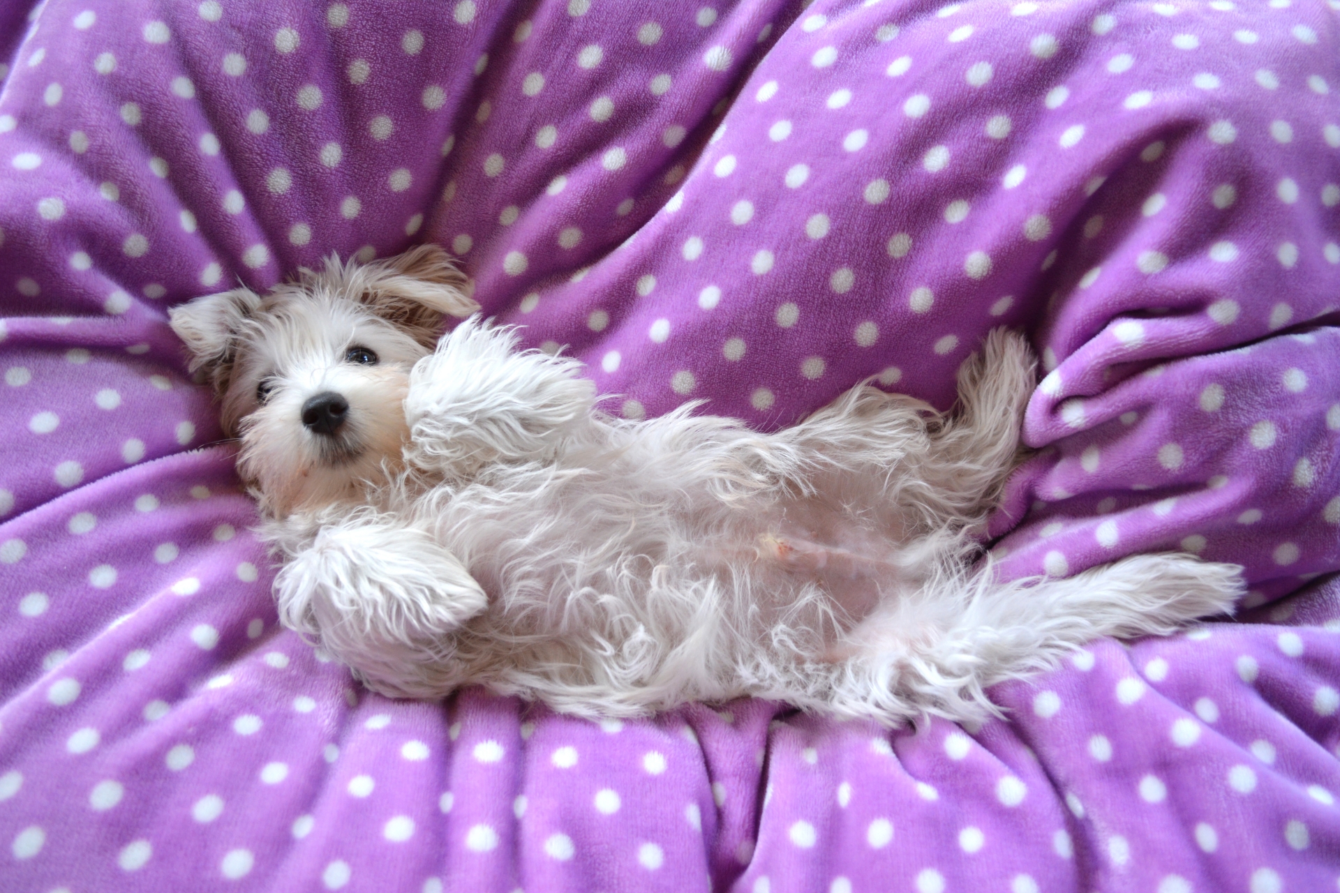 お腹を見せる白い犬