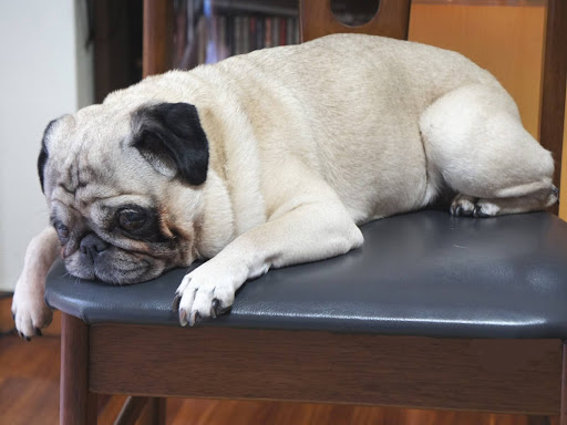 椅子に伏せて眠るパグ