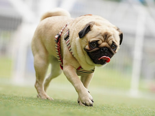 ドッグランを歩くパグ