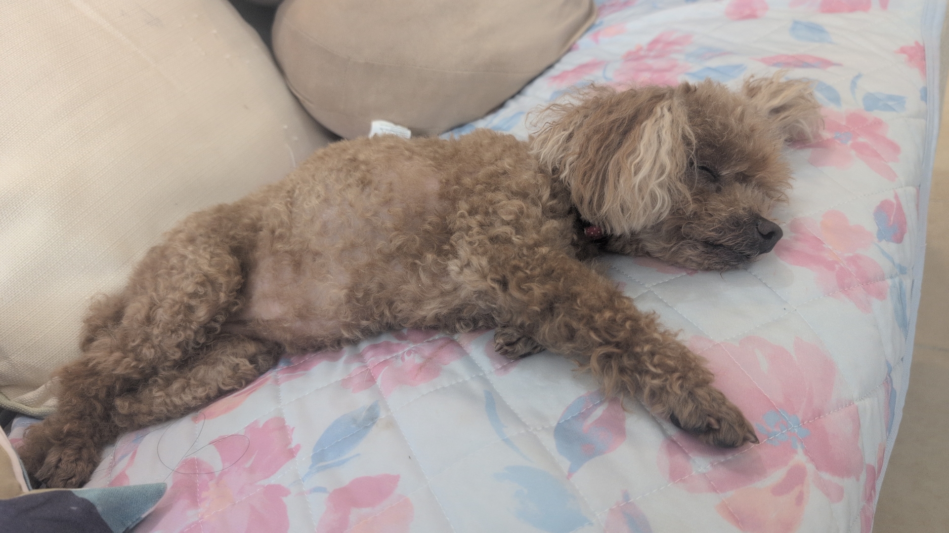 昼寝をするトイプードル