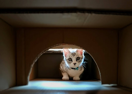 ダンボールトンネルから覗く子猫