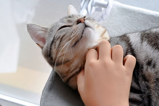 首を撫でられる猫