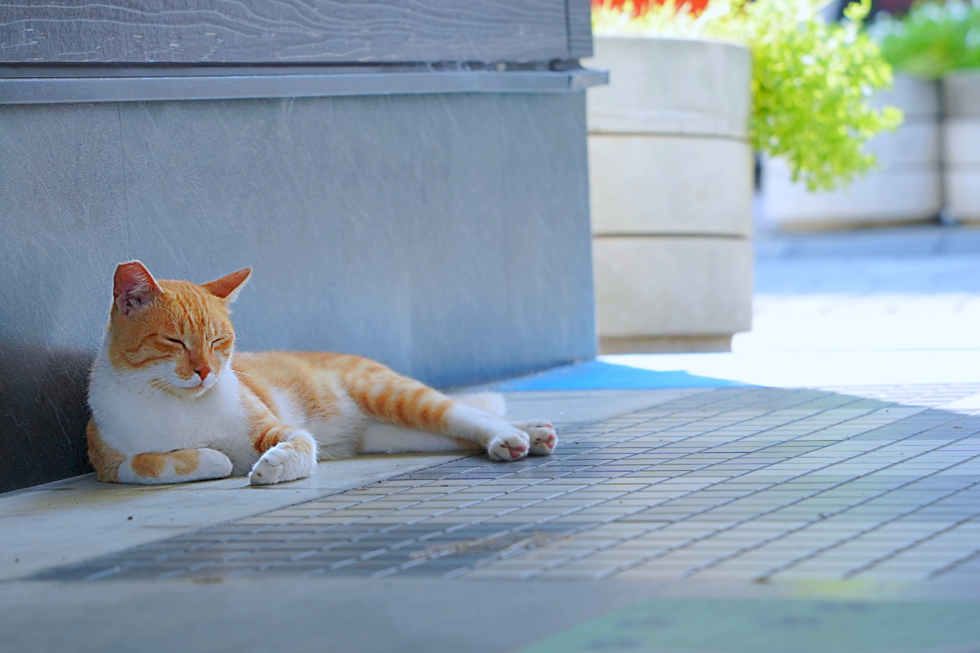 日陰でくつろぐ猫