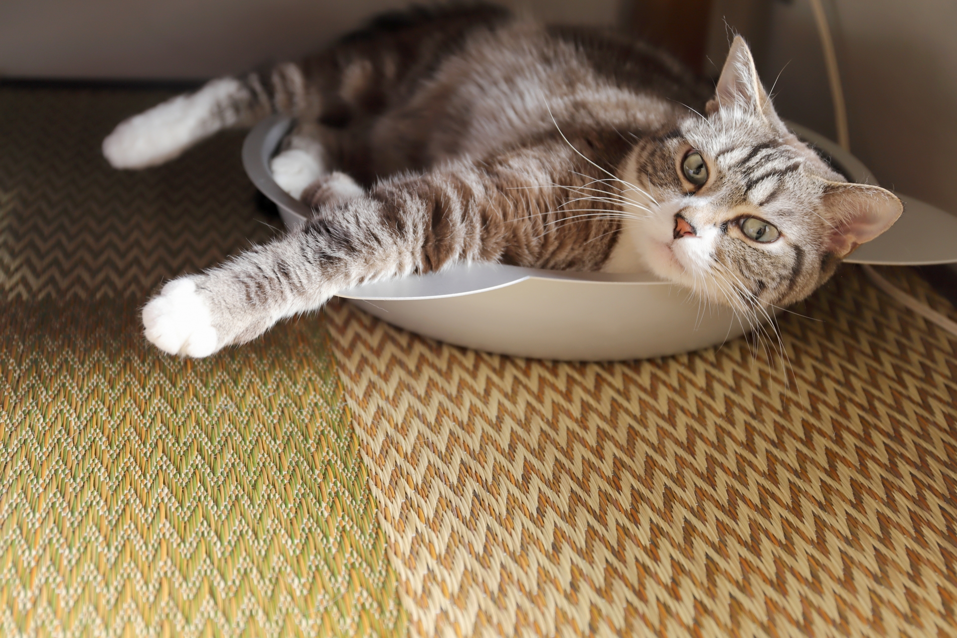 猫ベッドで寝転がる猫