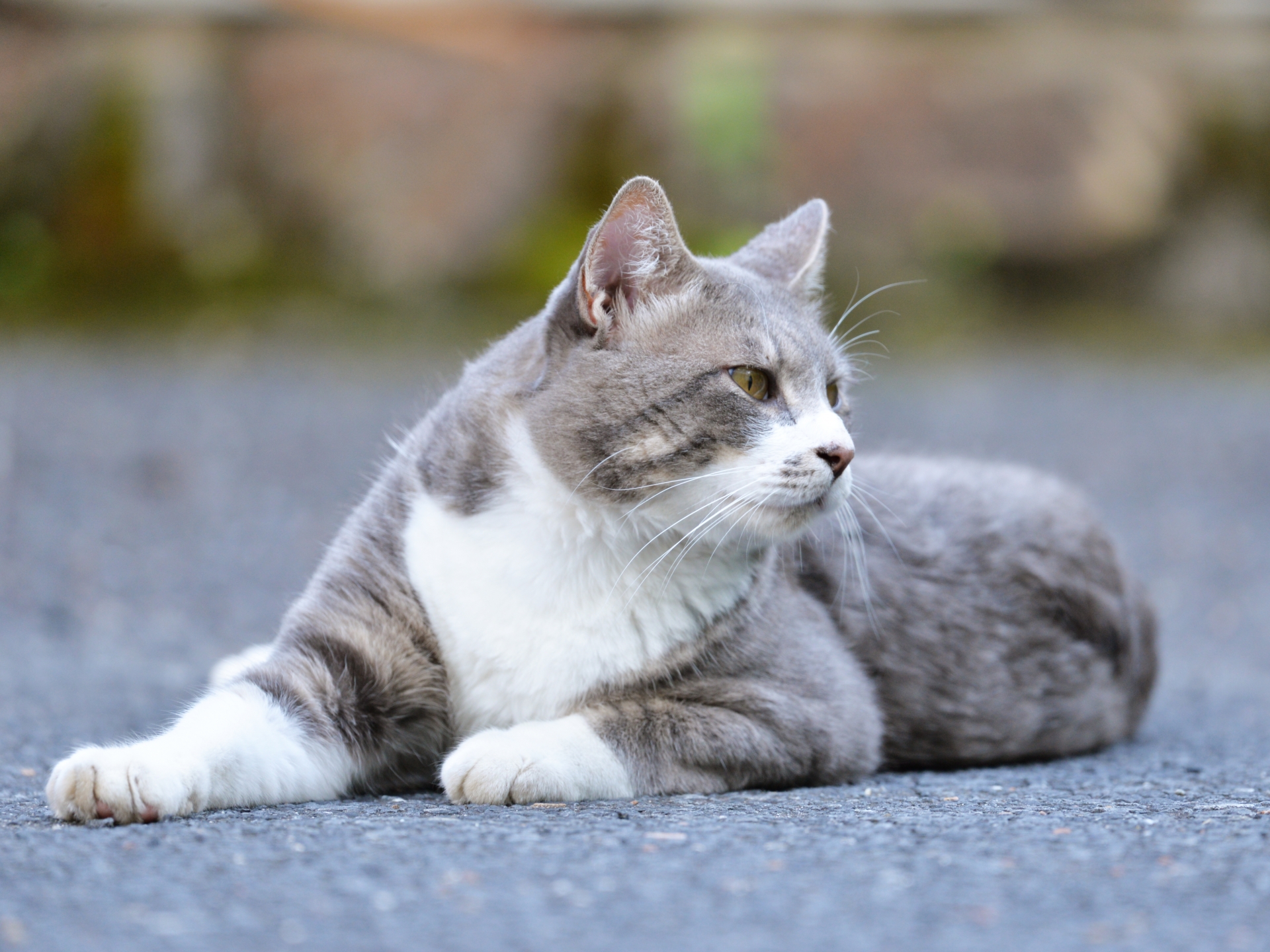 外で寝そべる猫