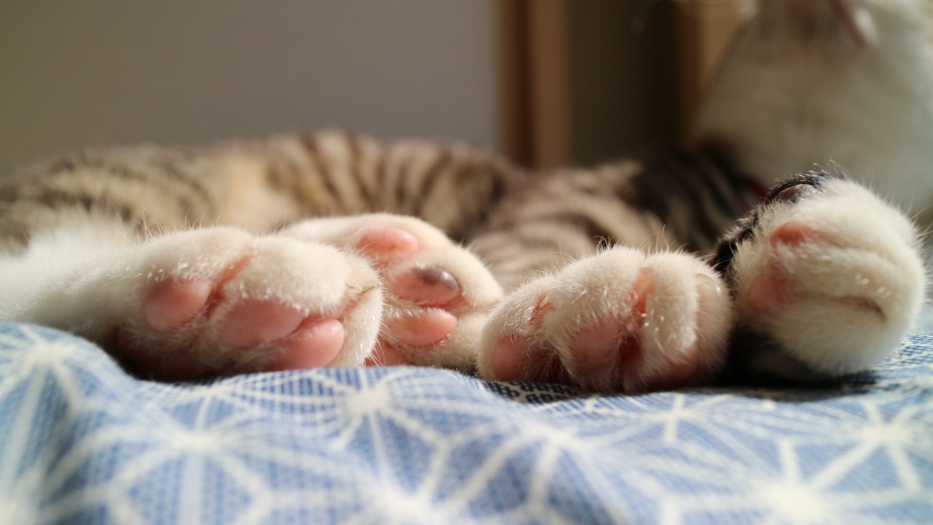 肉球を見せて寝る猫