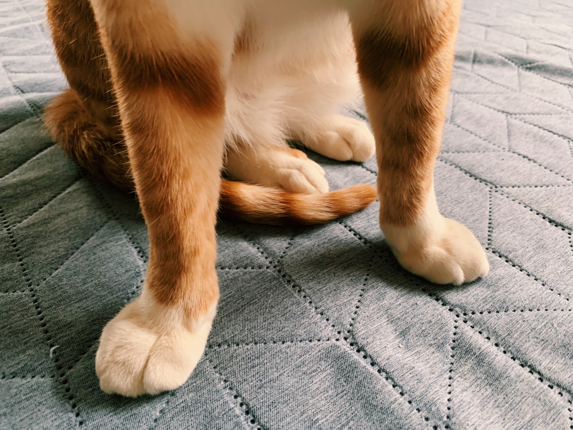 猫の前足のアップ