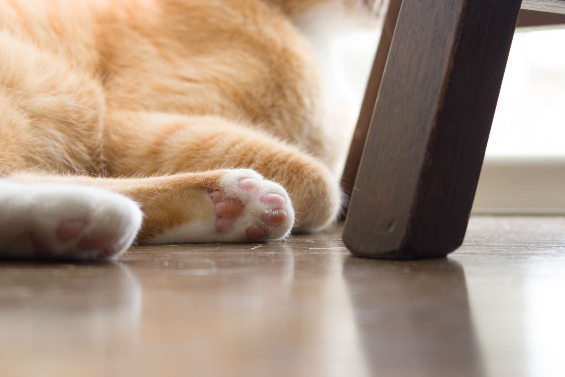 椅子のそばにある猫の足